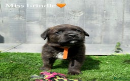 Mixed Breed dogs for sale: Gorgeous st weilers  - Image 9