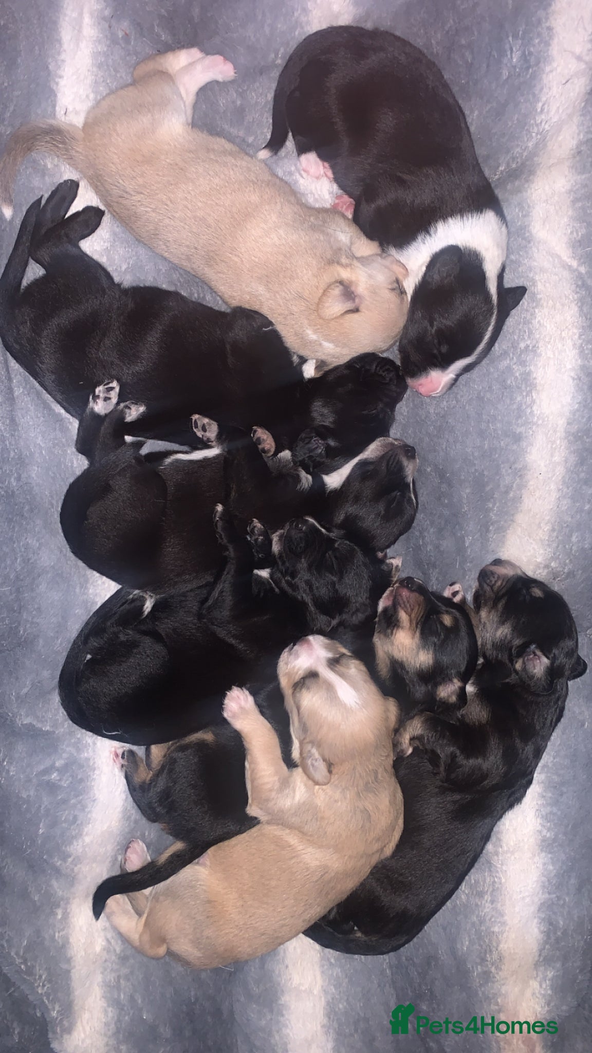 Mixed Breed dogs Gorgeous whippet x German shepherd/whippet puppies - Advert 9