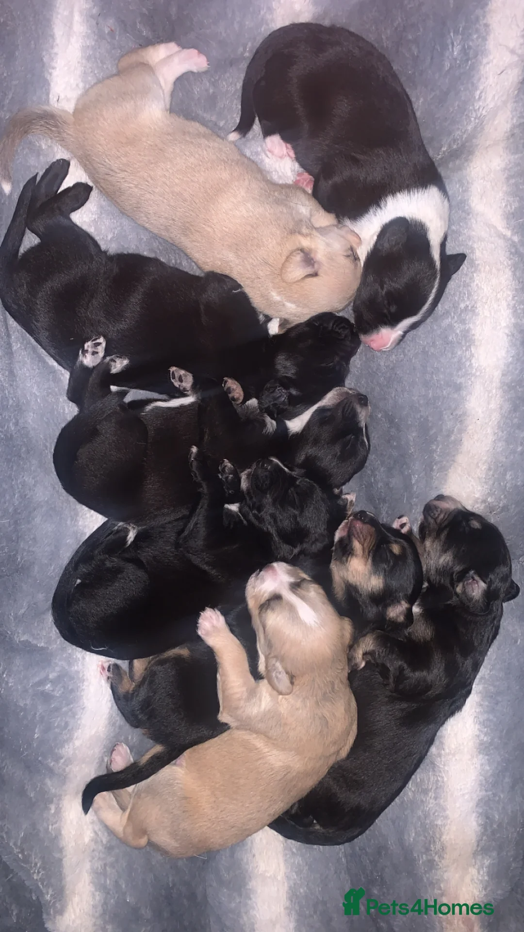 Mixed Breed dogs for sale: Gorgeous whippet x German shepherd/whippet puppies in Livingston - Advert 1
