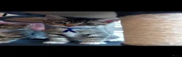 Mixed Breed cats for sale: 3 cute kittens for loving home - Advert 22
