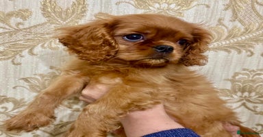 Cavalier King Charles Spaniel dogs - Advert 3