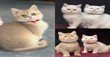 British Shorthair cats - Advert 4