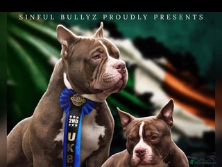 American Bulldog dogs - Advert 1