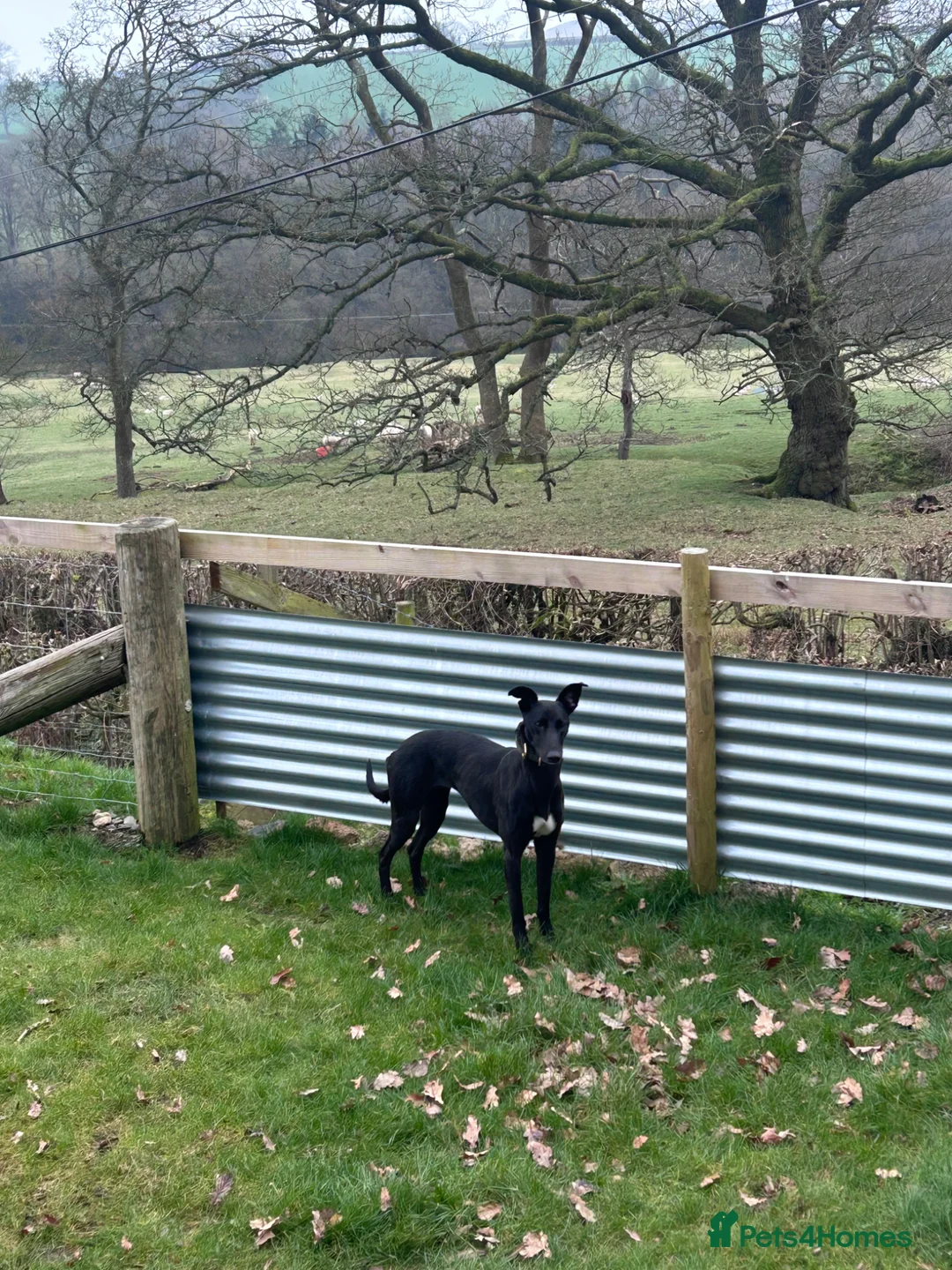 Lurcher dogs for sale: 15 month old, Collie x Whippet x Greyhound - Advert 1