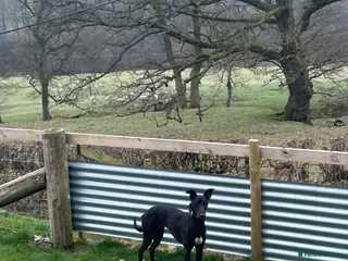 Lurcher dogs 15 month old, Collie x Whippet x Greyhound - Advert 2