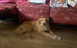 Mixed Breed dogs for adoption: Loving Buddy is waiting for you! - Image 4