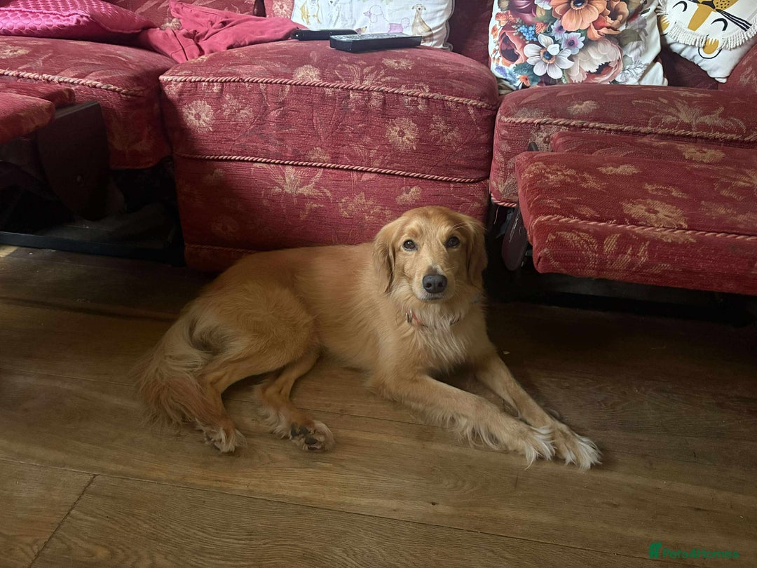 Mixed Breed dogs for adoption: Loving Buddy is waiting for you! - Image 4