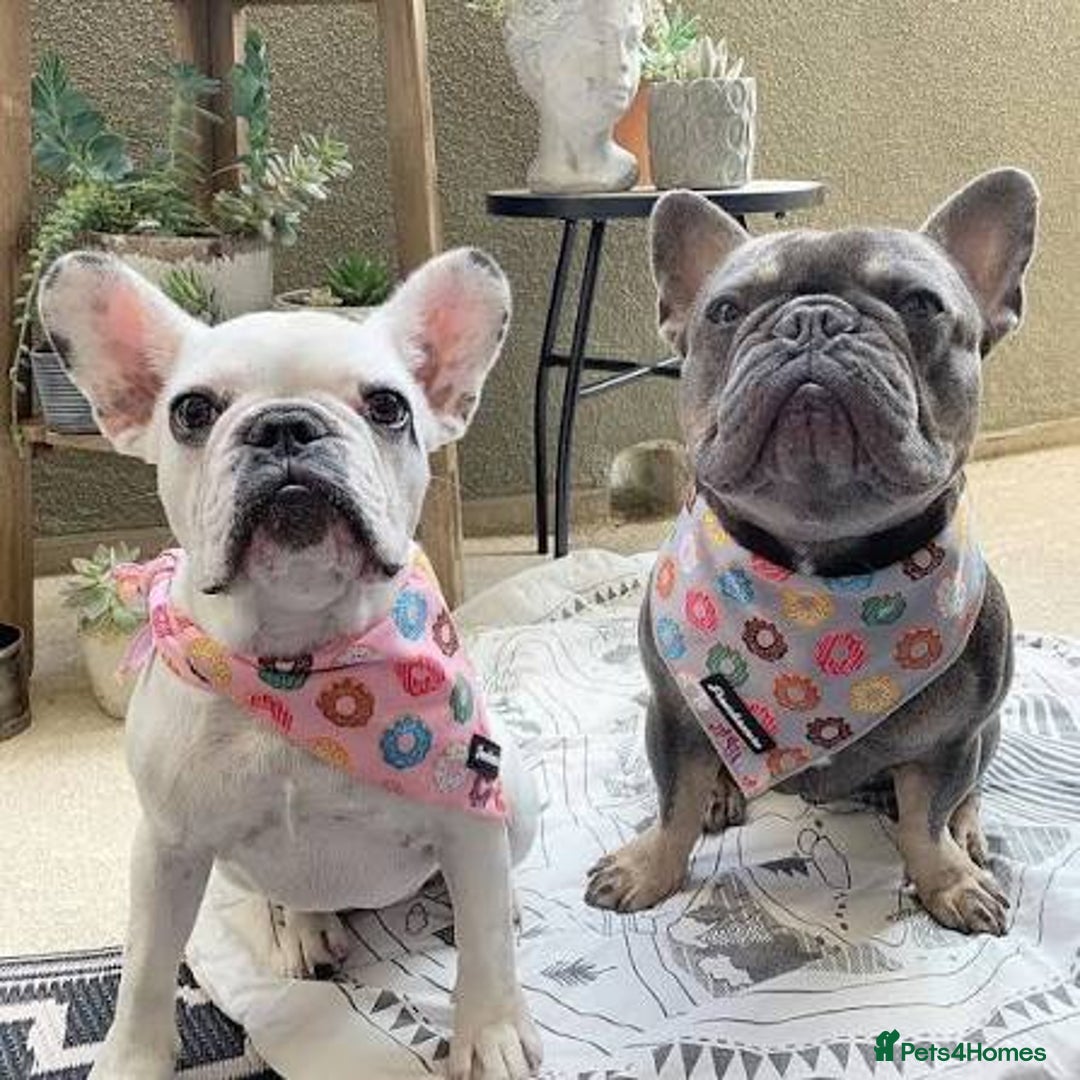 French Bulldog dogs for sale: French bulldog  - Image 6