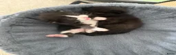 Maine Coon cats for sale: 2 Half Maine Coon Babies Searching For Furever Lap - Advert 6