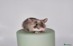 Mouse rodents for sale: Fancy Mice - Image 1