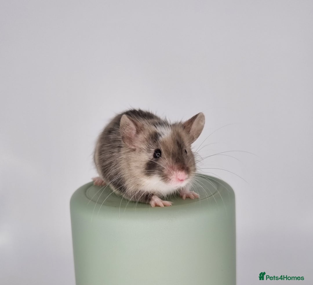 Mouse rodents for sale: Fancy Mice - Image 1
