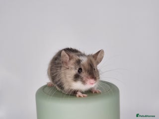 Mouse rodents - Advert 28