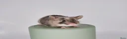 Mouse rodents for sale: Fancy Mice - Advert 5