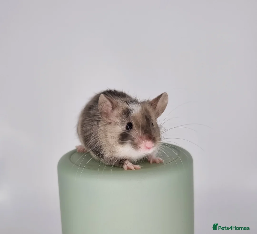 Mouse rodents for sale: Fancy Mice - Advert 5