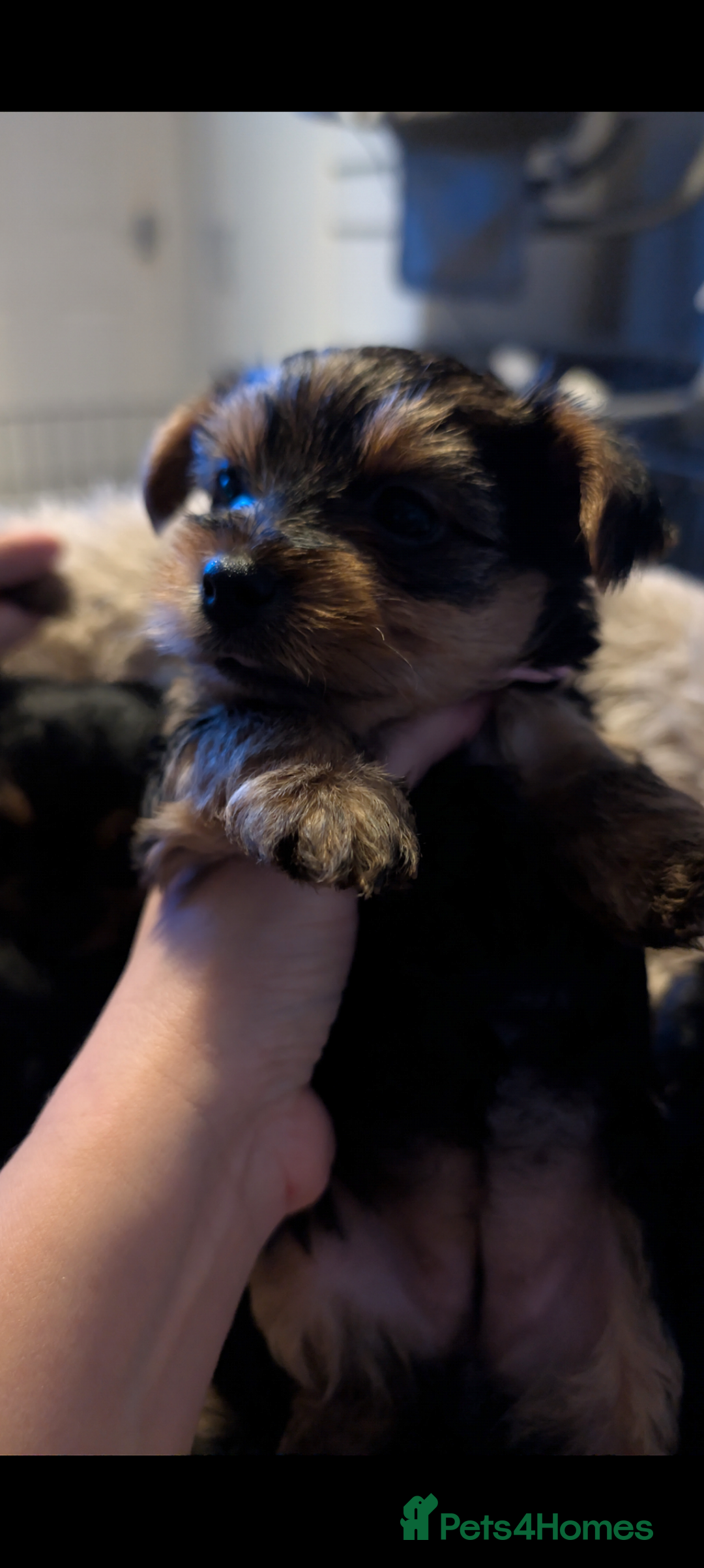 Yorkshire Terrier dogs for sale: 5 Yorkshire terriers pupies - Advert 5