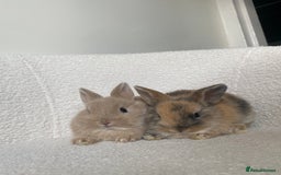 Mini Lop rabbits for sale: Mini lop cross Netherland dwarf  - Image 2