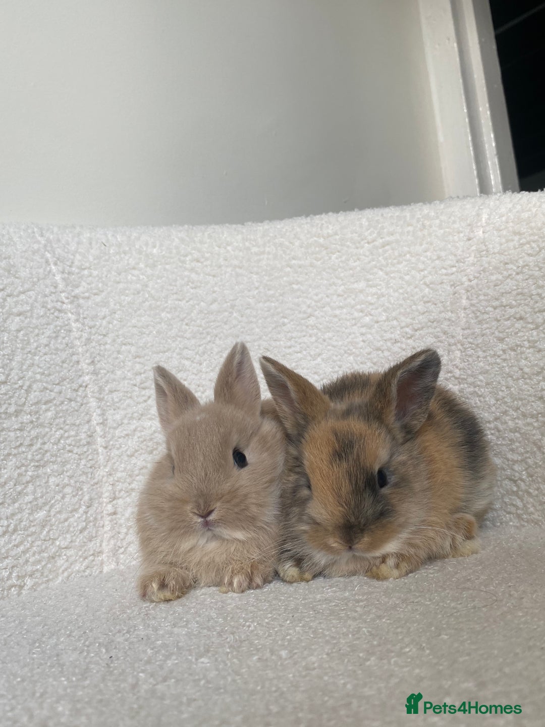 Mini Lop rabbits for sale: Mini lop cross Netherland dwarf  - Image 2