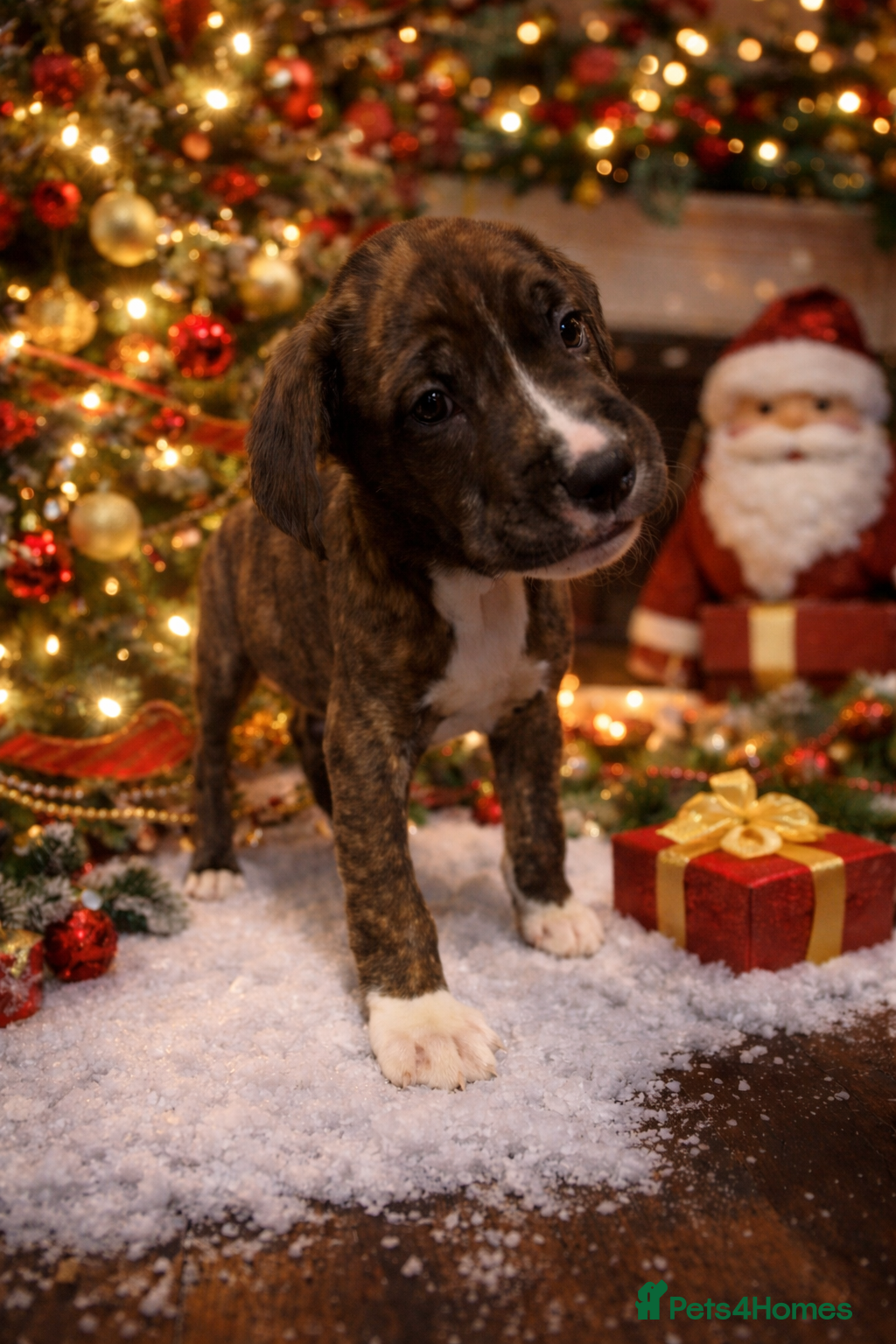 Cane Corso dogs Mum (3/4 cane corse) Dad (Full Cane corso)KANO - Advert 1