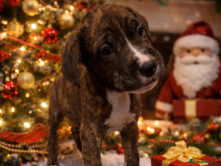 Cane Corso dogs Mum (3/4 cane corse) Dad (Full Cane corso)KANO - Advert 2