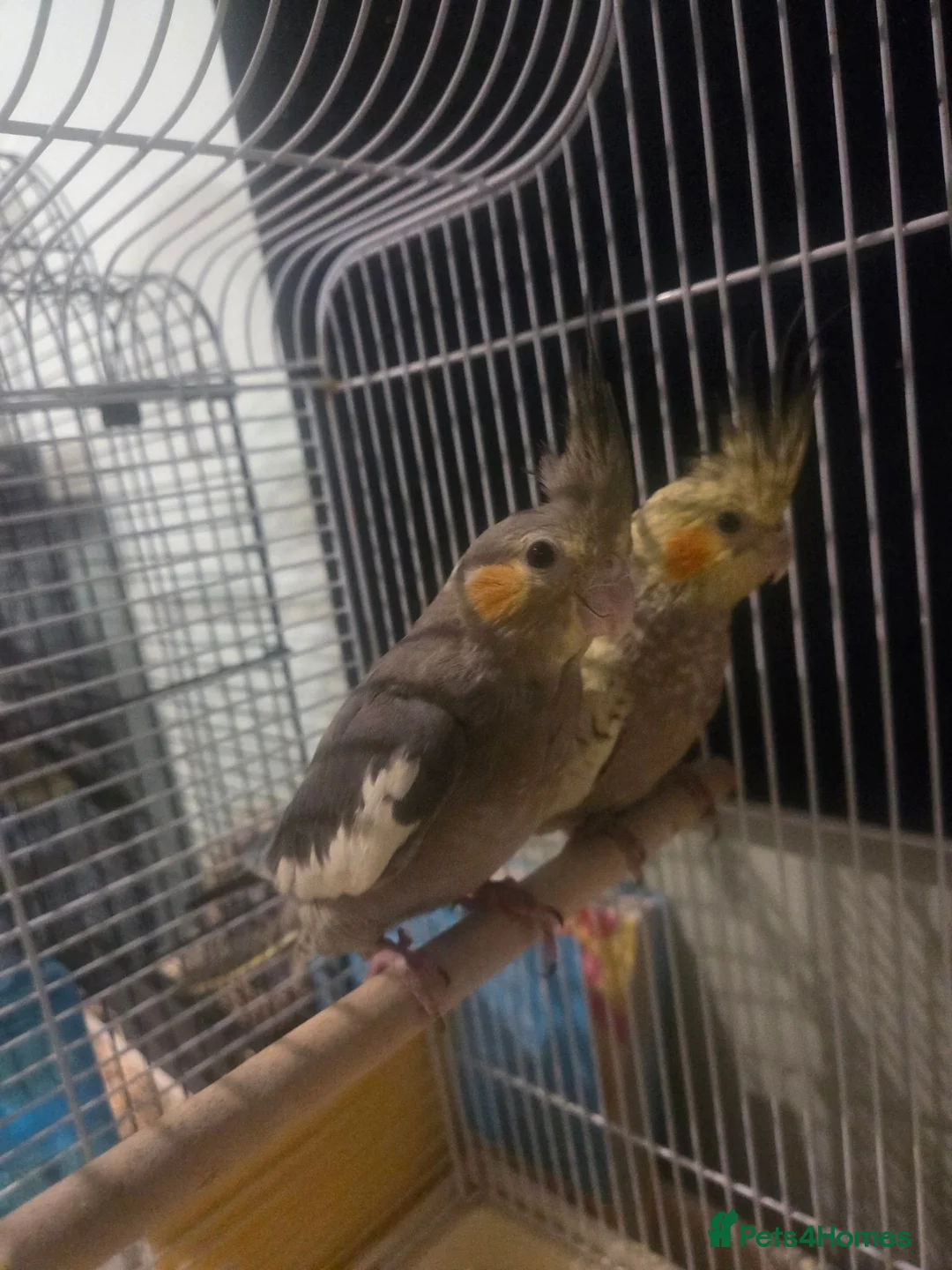Cockatiels birds for sale: Hand tame cocktails  in Pontefract - Advert 1