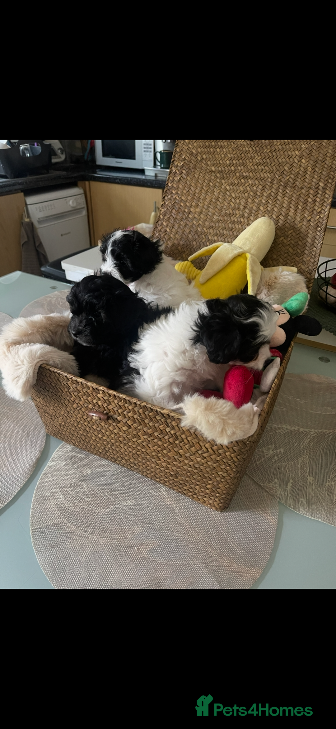 Maltipoo dogs for sale: Maltipoo puppies for sale  - Image 24