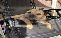 Border Terrier dogs for stud: Border terrier stud  in Rochdale - Image 7