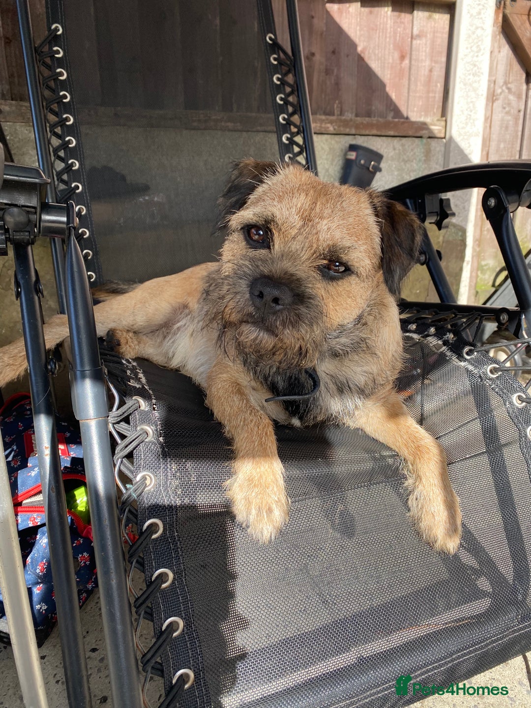 Border Terrier dogs for stud: Border terrier stud  in Rochdale - Image 7