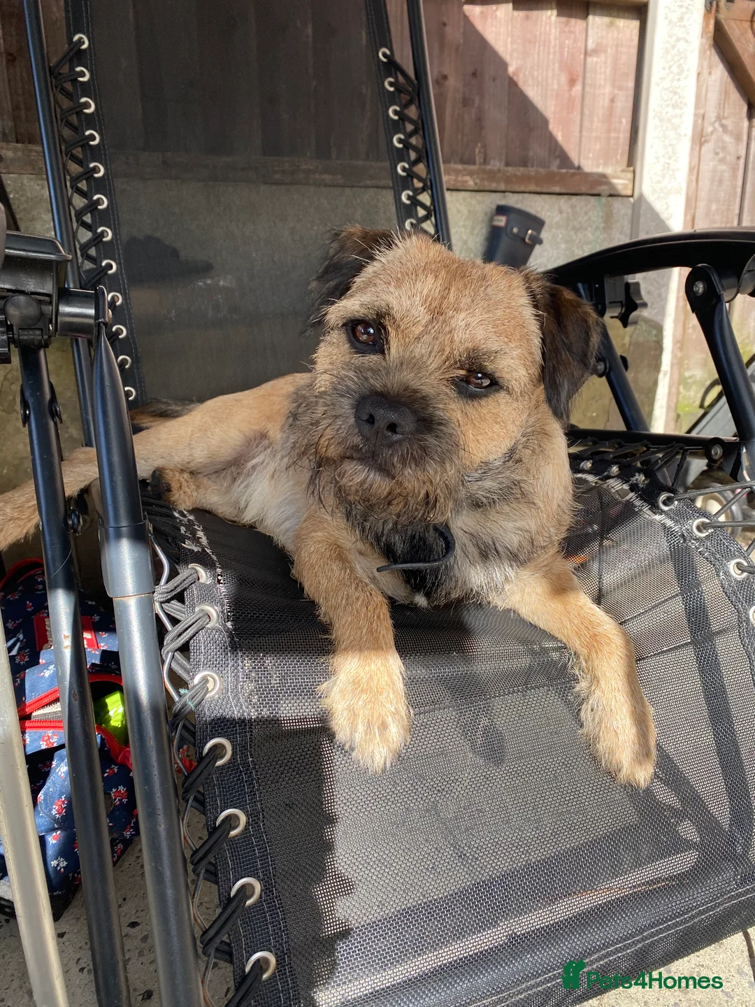 Border Terrier dogs for stud: Border terrier stud  in Rochdale - Advert 7