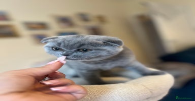 Scottish Fold cats - Advert 2