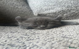 Sphynx cats for sale: House cat x sphinx kittens - Image 10