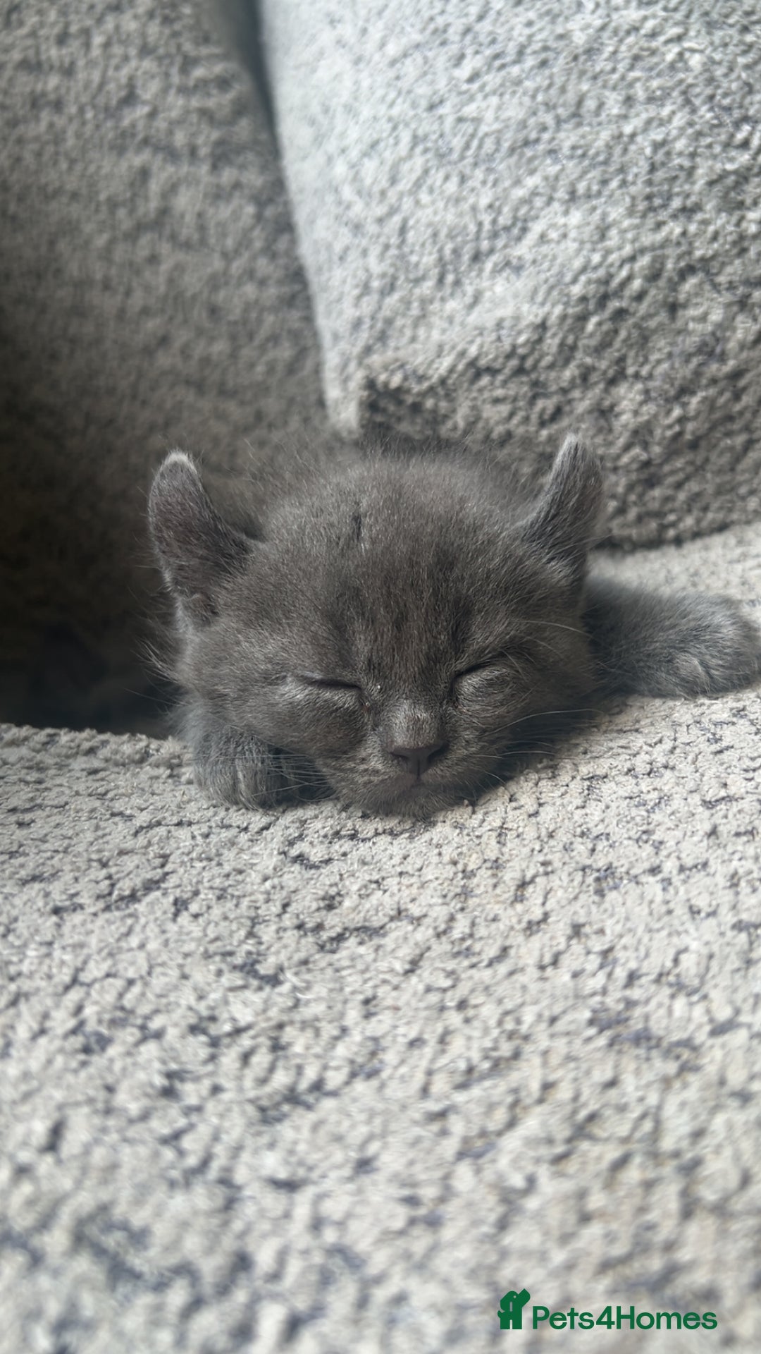 Sphynx cats for sale: House cat x sphinx kittens - Image 10