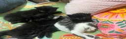 British Longhair cats for sale: Fluffy Black and Black and White Kittens! - Advert 2