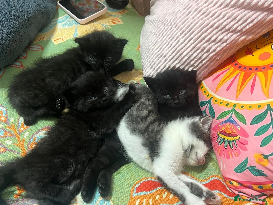 British Longhair cats for sale: Fluffy Black and Black and White Kittens! - Advert 2
