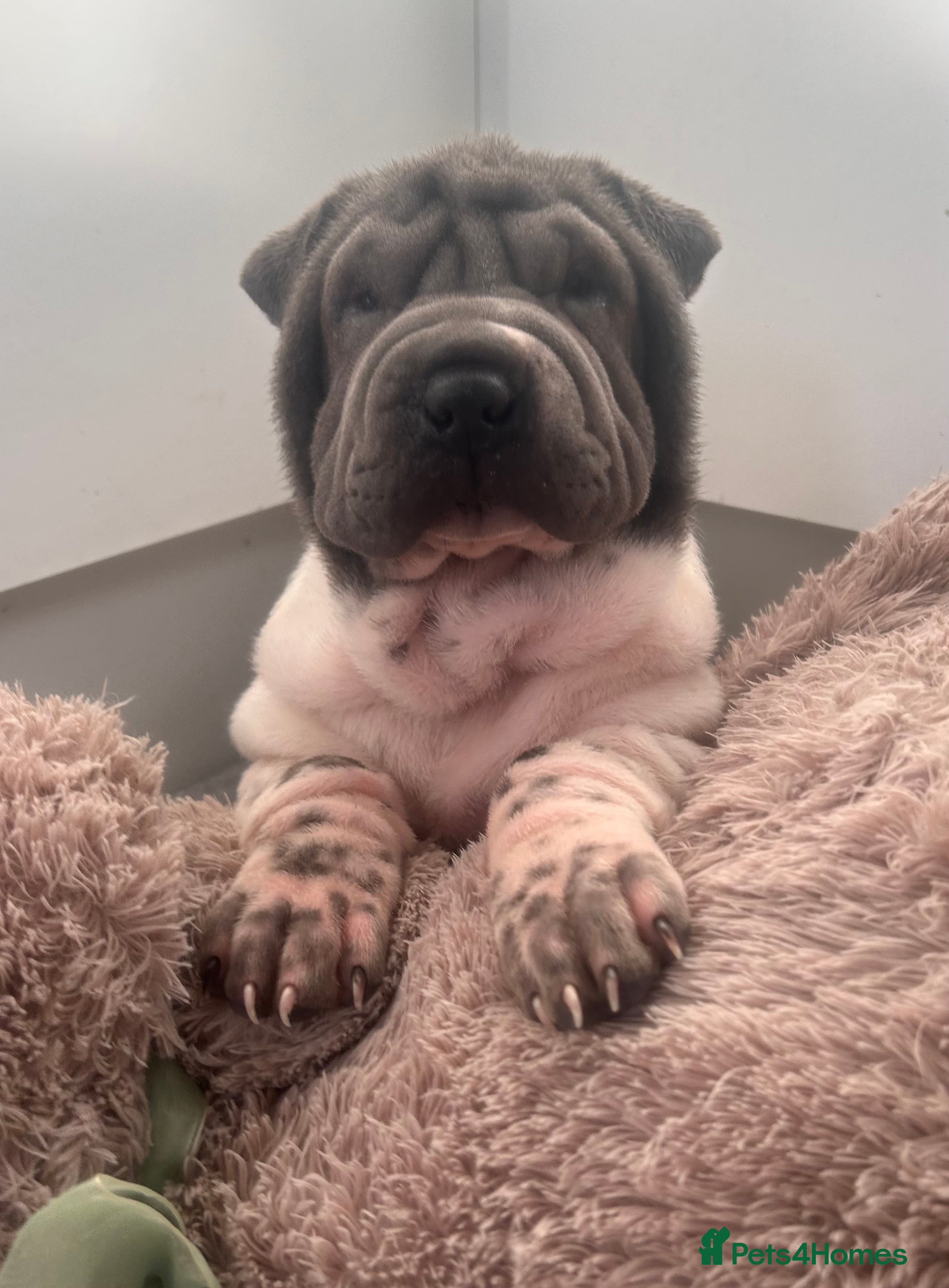 Shar Pei dogs Kc registered shar pei rare colours - Advert 1