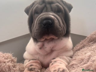 Shar Pei dogs Kc registered shar pei rare colours - Advert 1