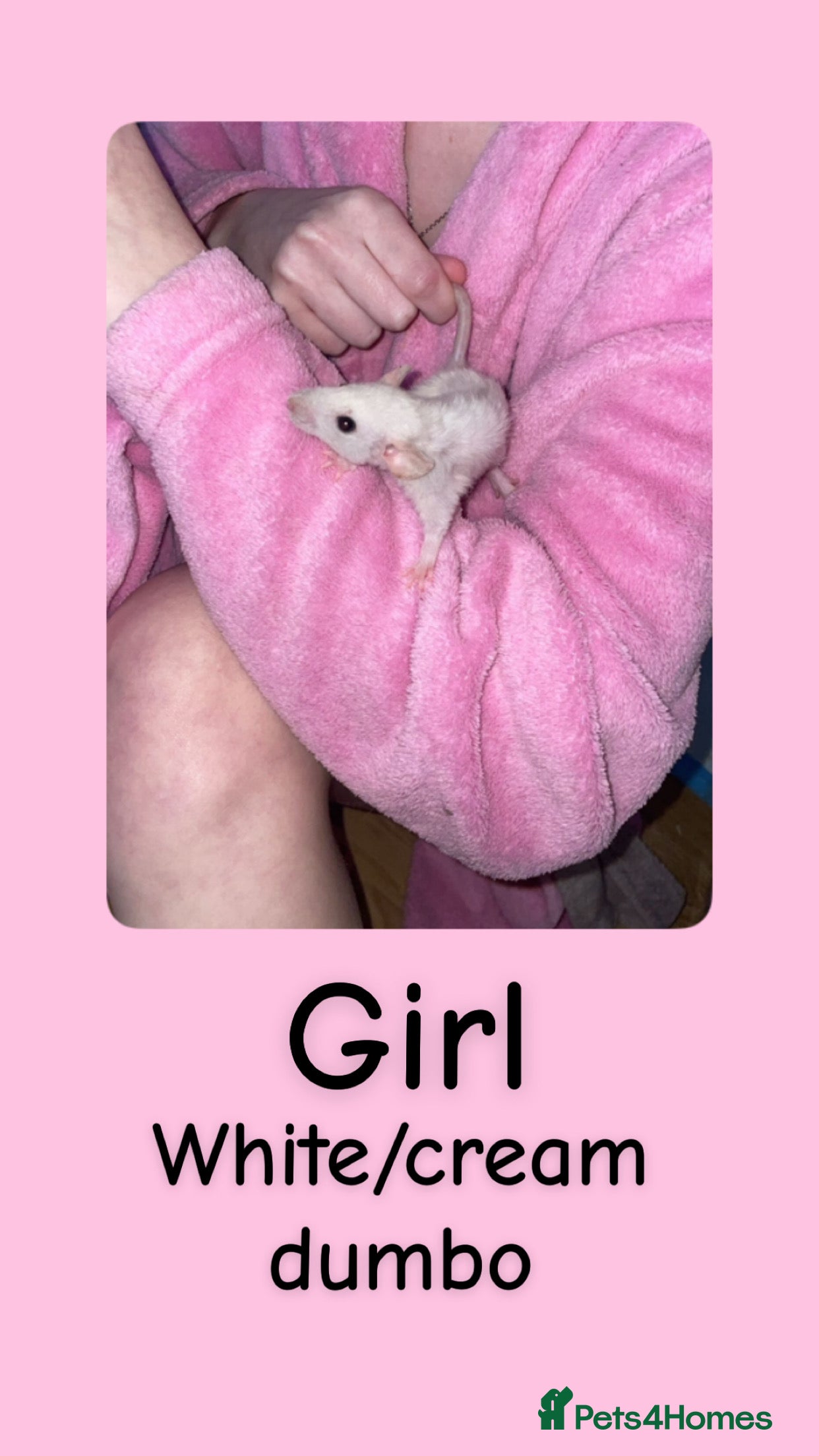 Rat rodents Beautiful baby rats looking for forever homes! - Advert 1