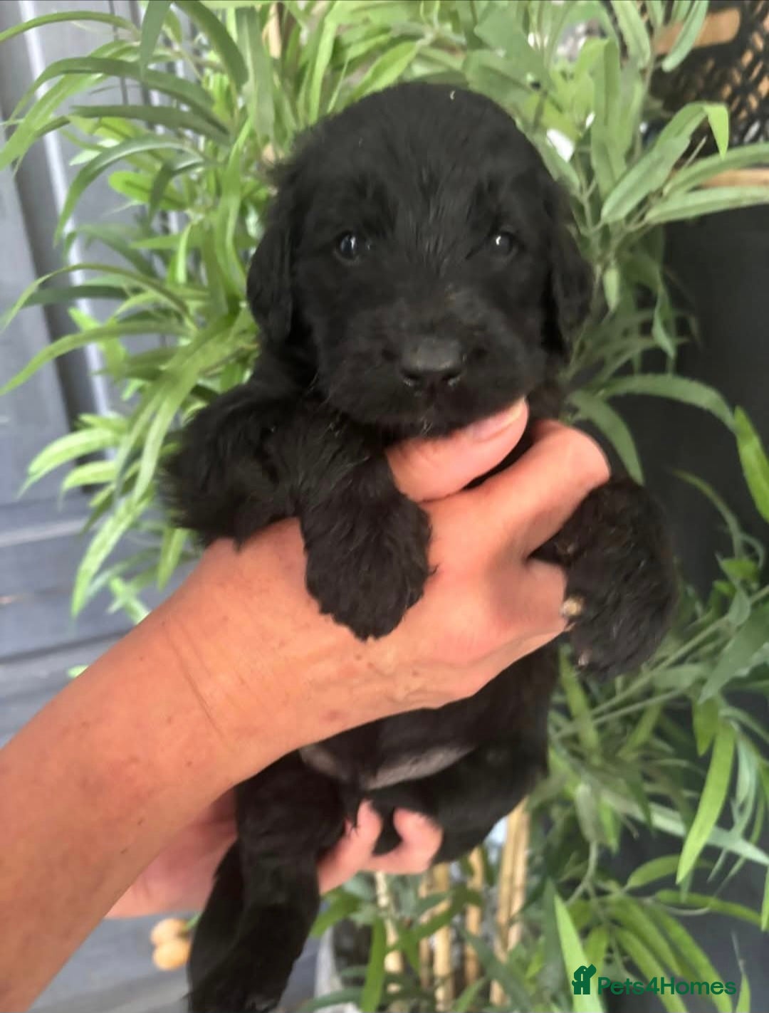 Goldendoodle dogs for sale: MultiGen Goldendoodles  - Image 18
