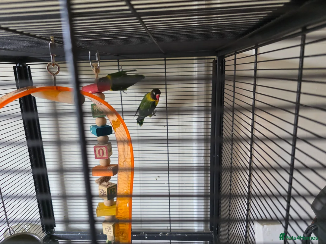 Lovebirds birds for sale:  lovebird and cage - Advert 2