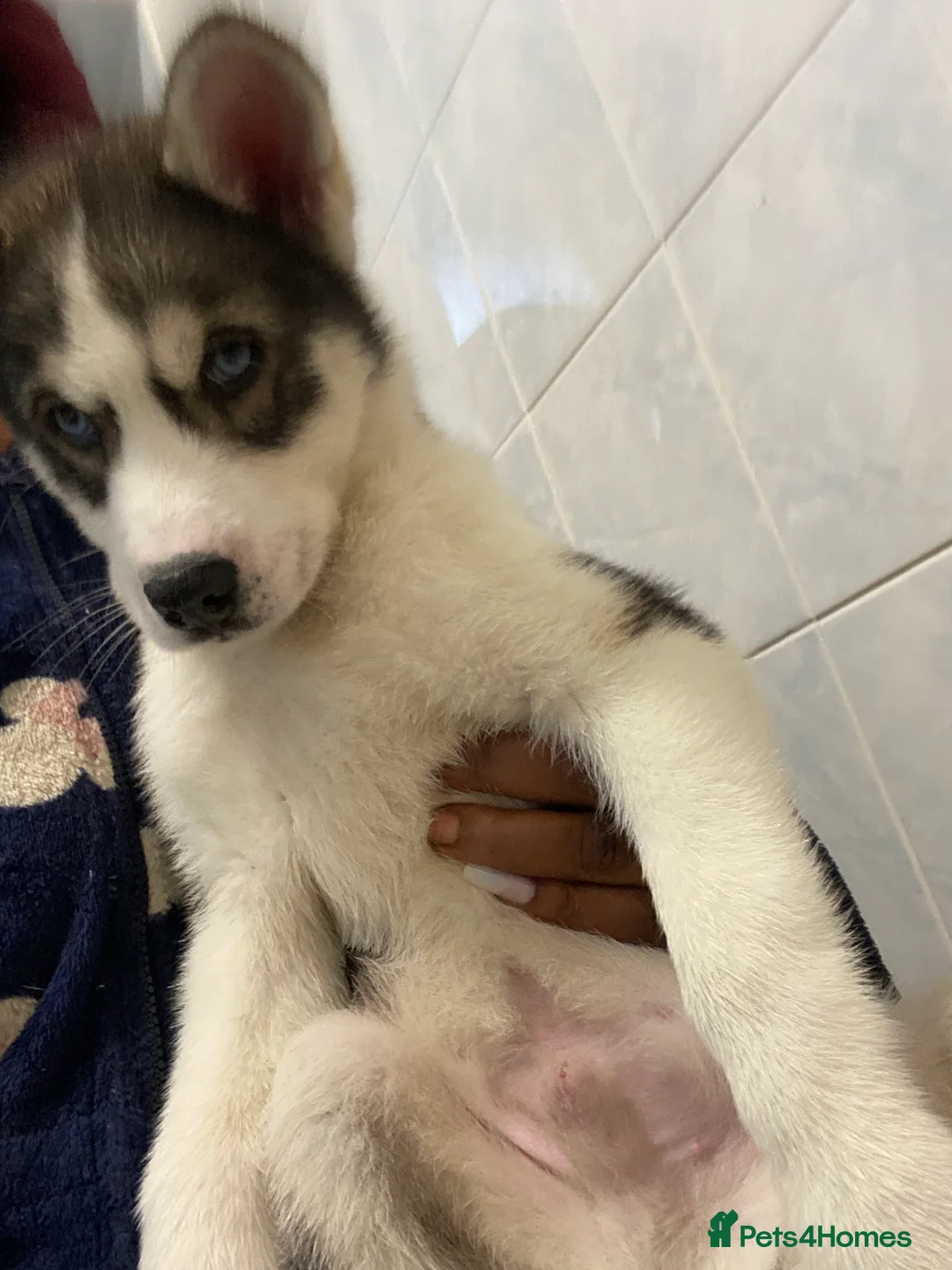 Siberian Husky dogs for sale: Magnificent Siberian Husky Puppies  - Advert 6
