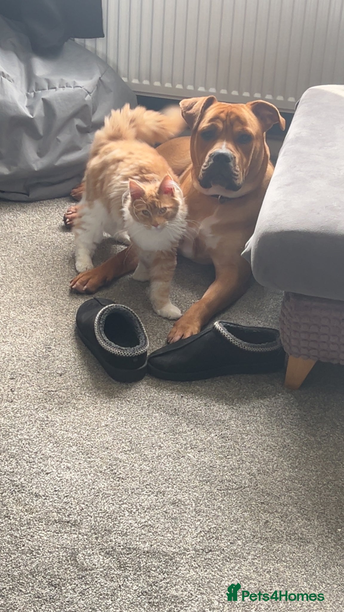 Mixed Breed dogs Loving mixed breed  – Great with Children and cats - Advert 1
