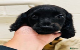 Cocker Spaniel dogs for sale: Beautiful cocker spaniels puppies for sale - Image 6