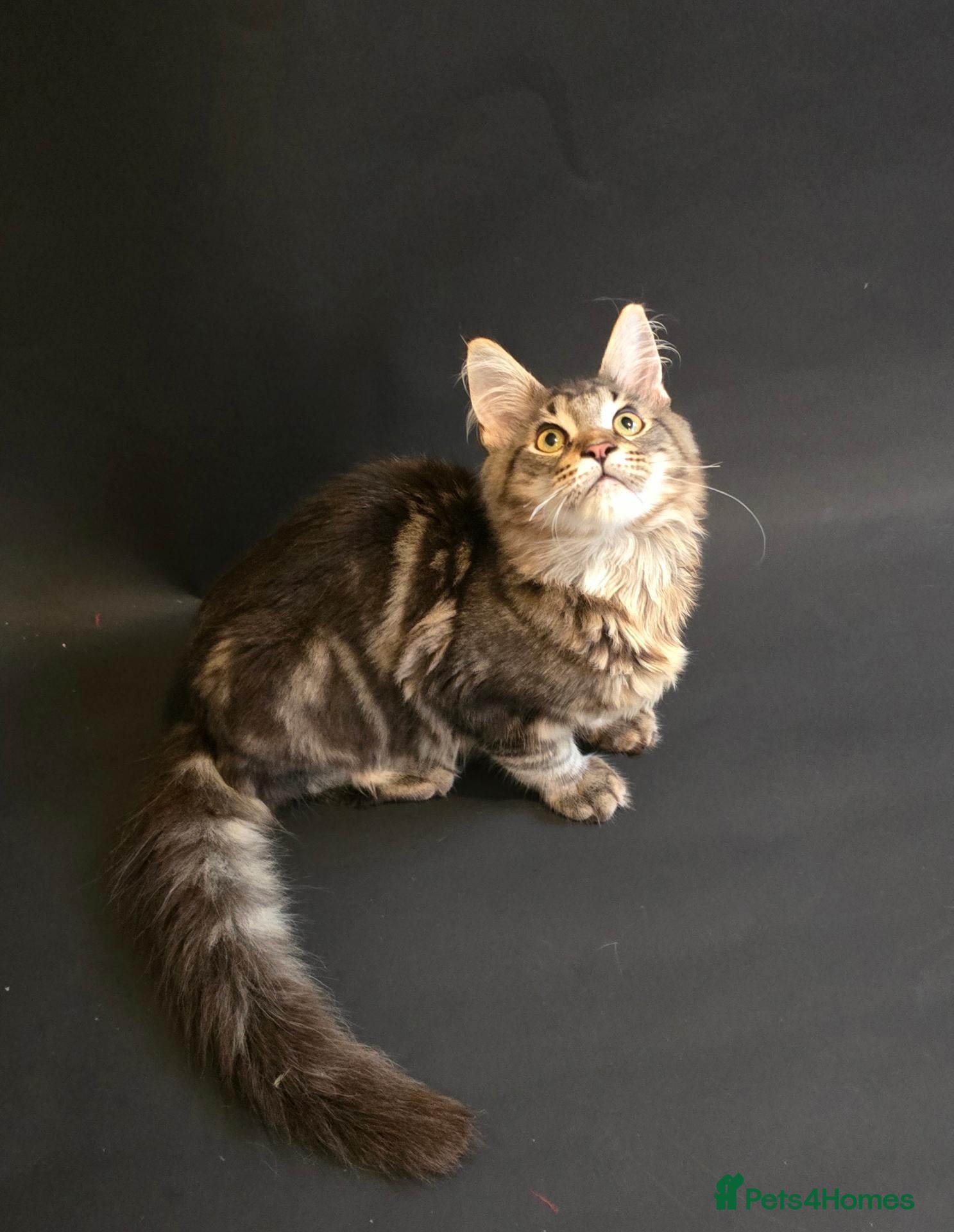 Maine Coon cats Last Boy Ready now Tica MaineCoon  - Advert 4