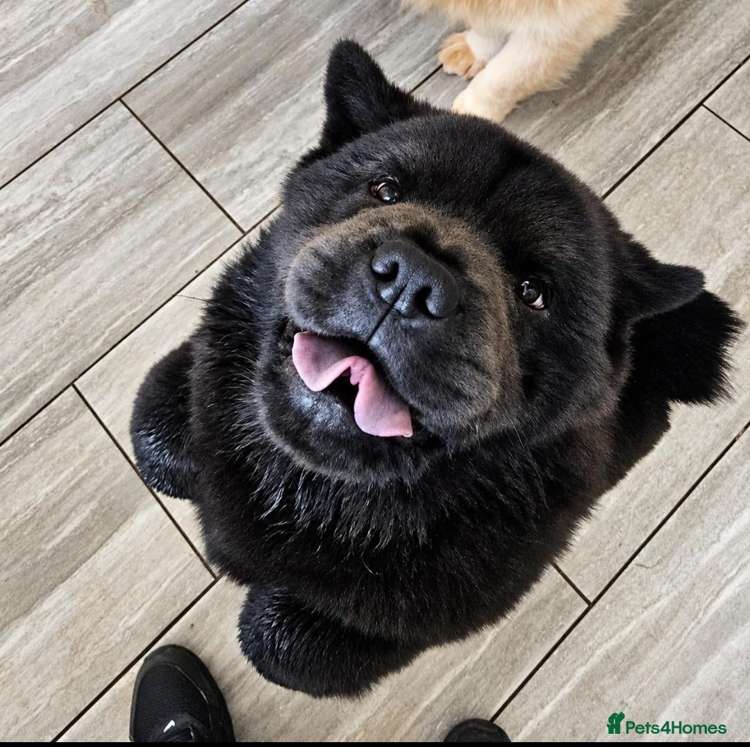 Chow Chow dogs Price dropp!!! £900 Black smooth chow chow girl  - Advert 10