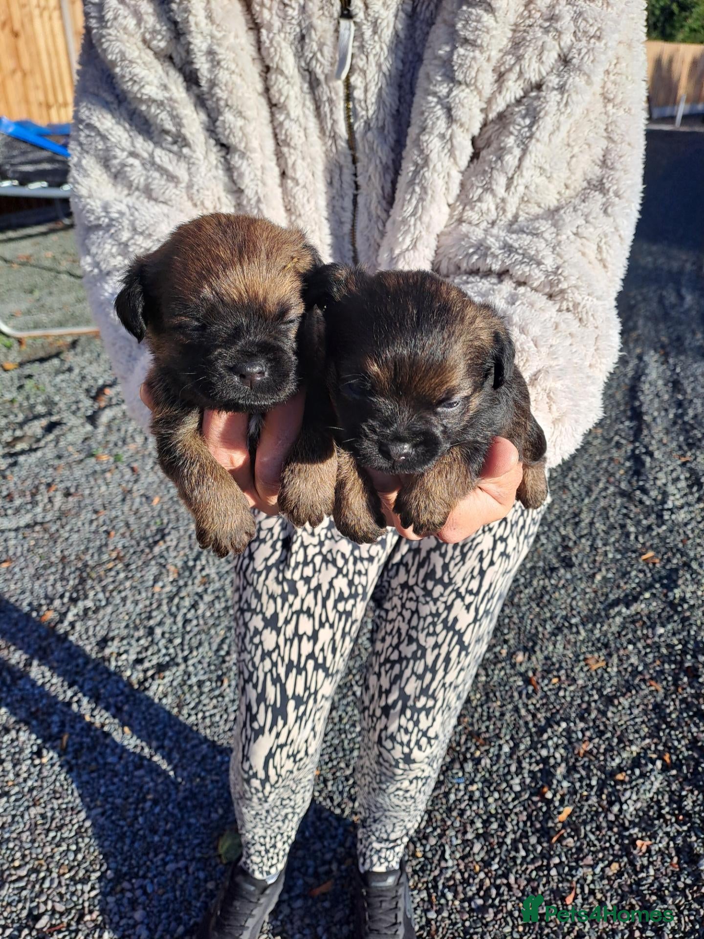Border Terrier dogs Border Terrier Puppies  - Advert 2