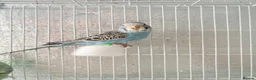 Budgerigars birds for sale: Baby budgies  - Advert 8