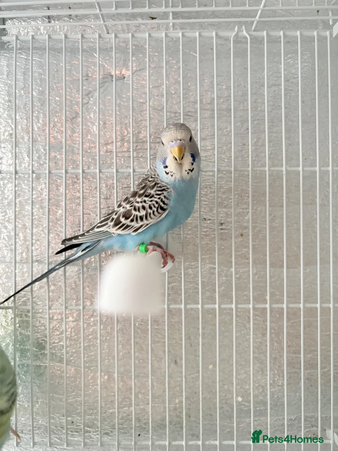 Budgerigars birds for sale: Baby budgies  - Advert 8