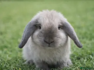 Mini Lop rabbits Beautiful Mini Lop rabbit for sale in Leeds - Advert 1