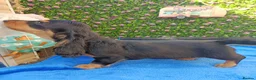 Dachshund dogs for sale: "TALLY" LONG H MINI PRA KC REG FULLY VAX  - Advert 6