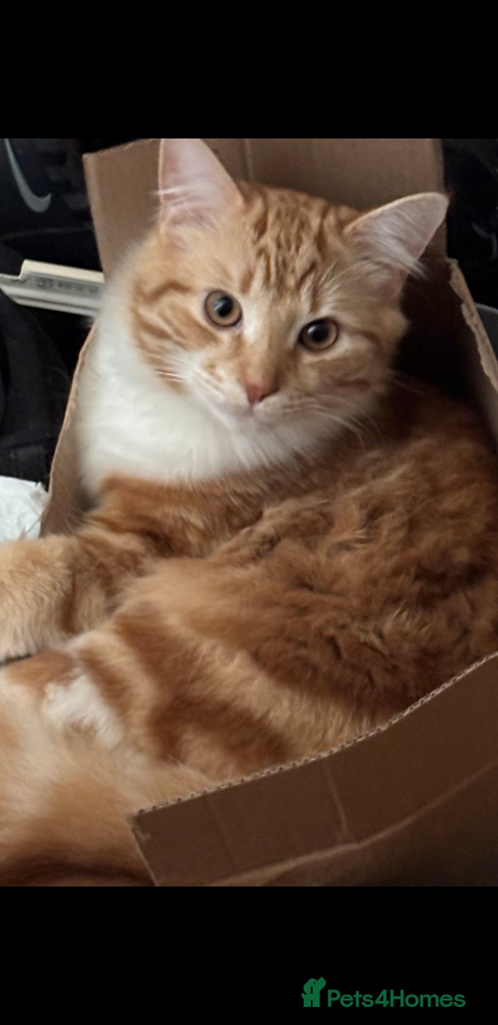 British Longhair cats Cats for sale - Advert 14