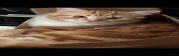 British Longhair cats for sale: Cats for sale - Advert 1